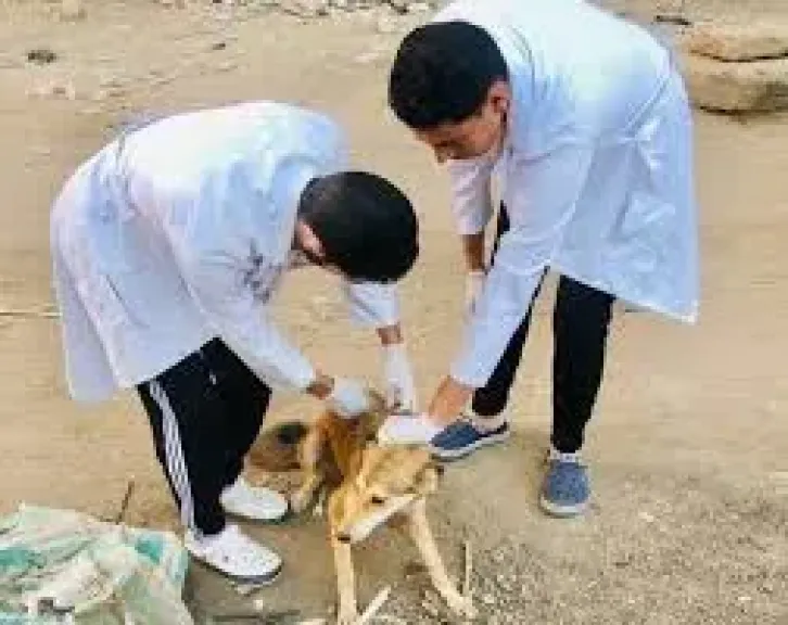 تعقيم الكلاب