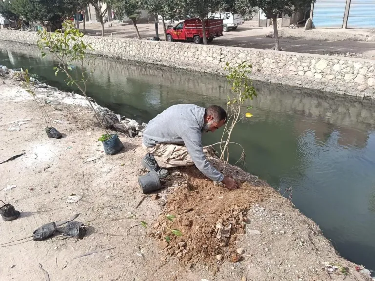 100 مليون شجرة