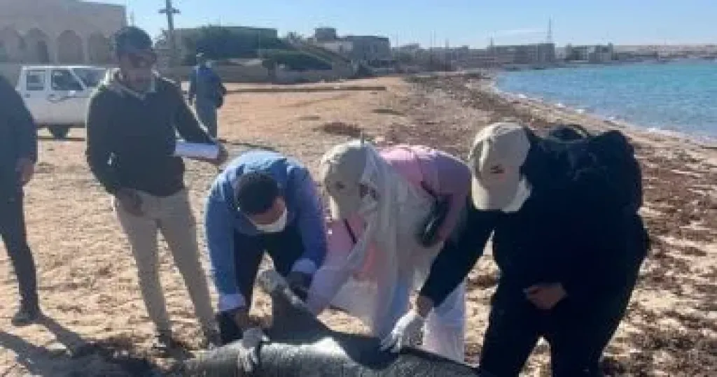  حادثة موت دولافين