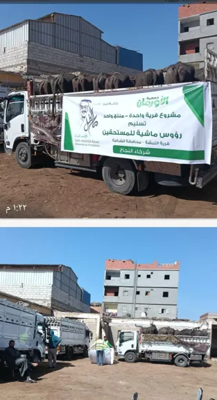 جمعية الاورمان تسلم رؤس ماشية بالحسينية 