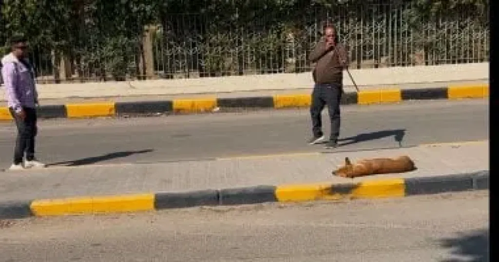 جانب من الحملات 