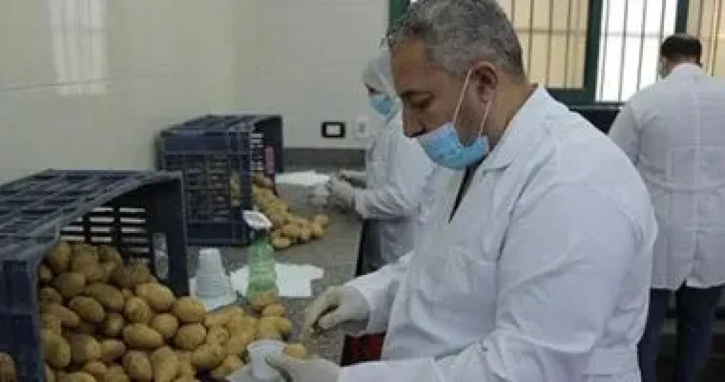 البطاطس 