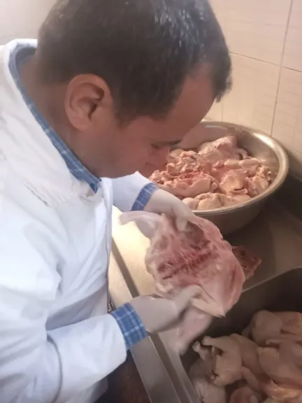 حمالات تفتيشية ببيطرى الشرقية 
