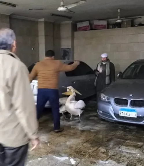 البجعتين المضبوطتين 