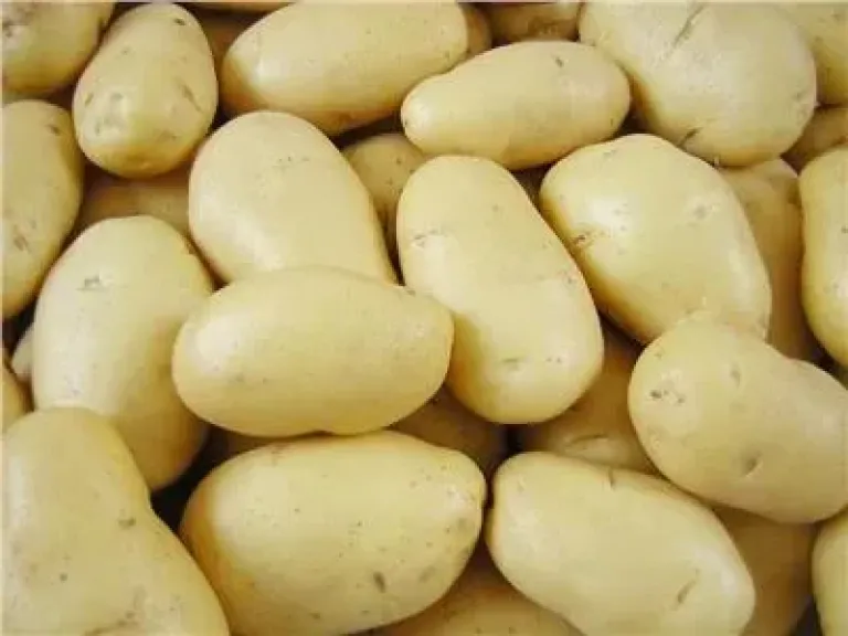 البطاطس 