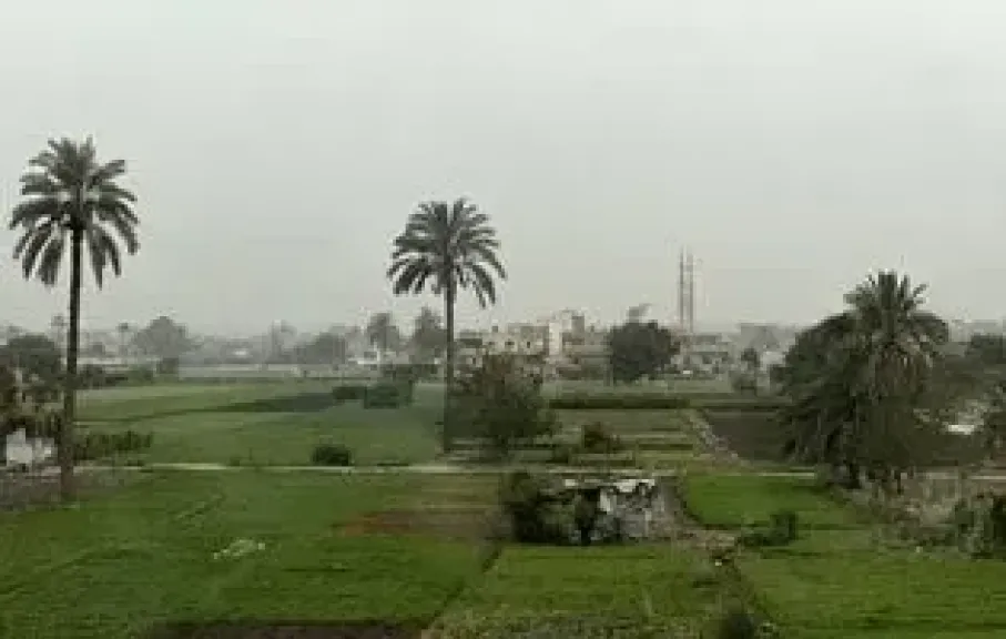 القطاع الزراعى