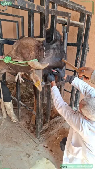 جانب من التحصين 