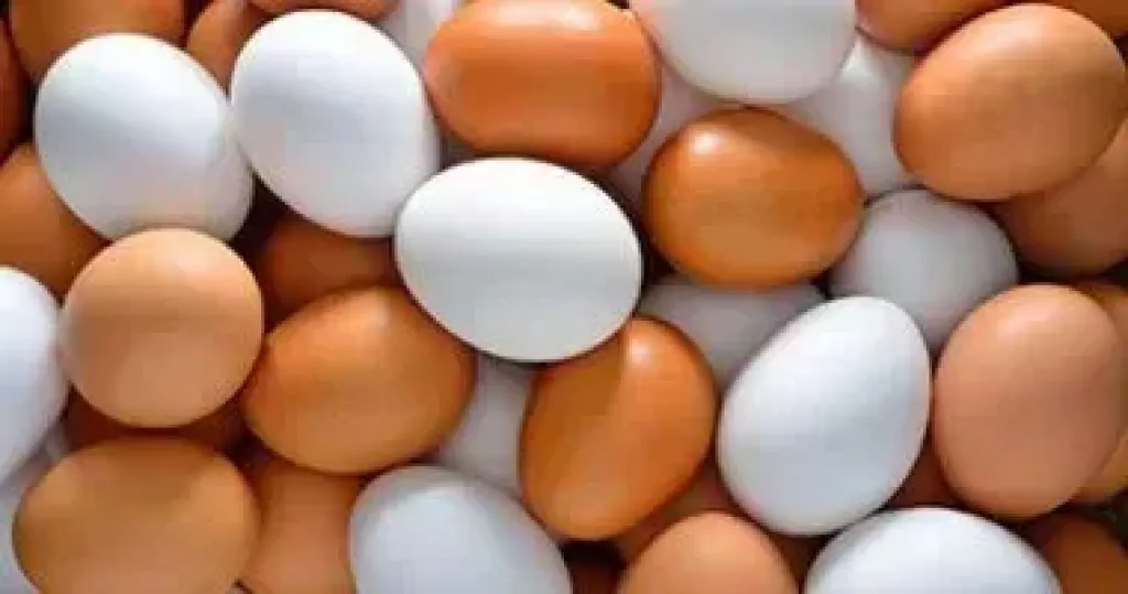 أسعار البيض اليوم