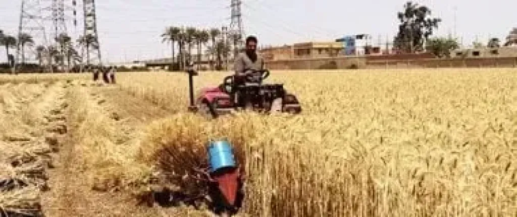 المحاصيل الزراعية 