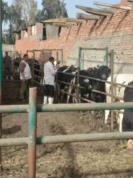 جانب من التحصين 