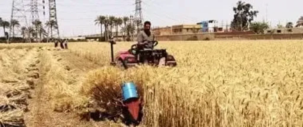 المحاصيل الزراعية 