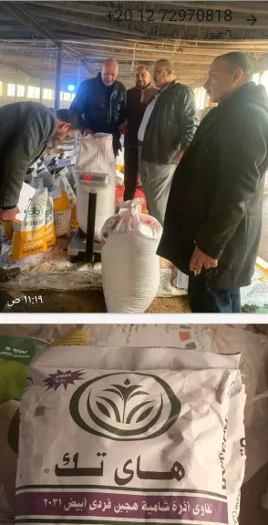 تقاوى اذرة مغشوش بفاقوس 