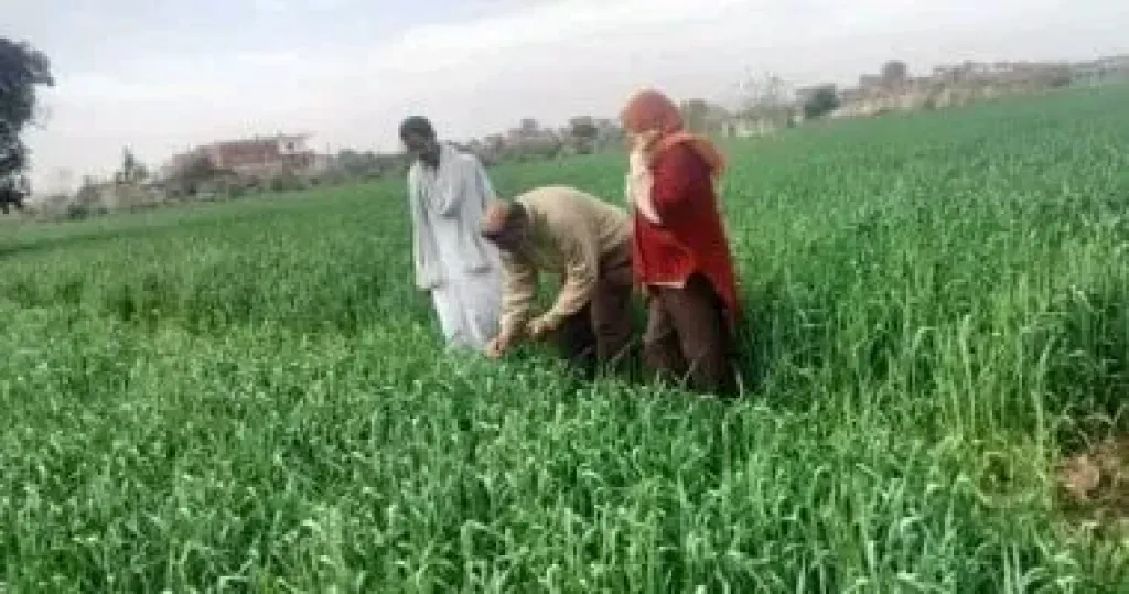 القمح 