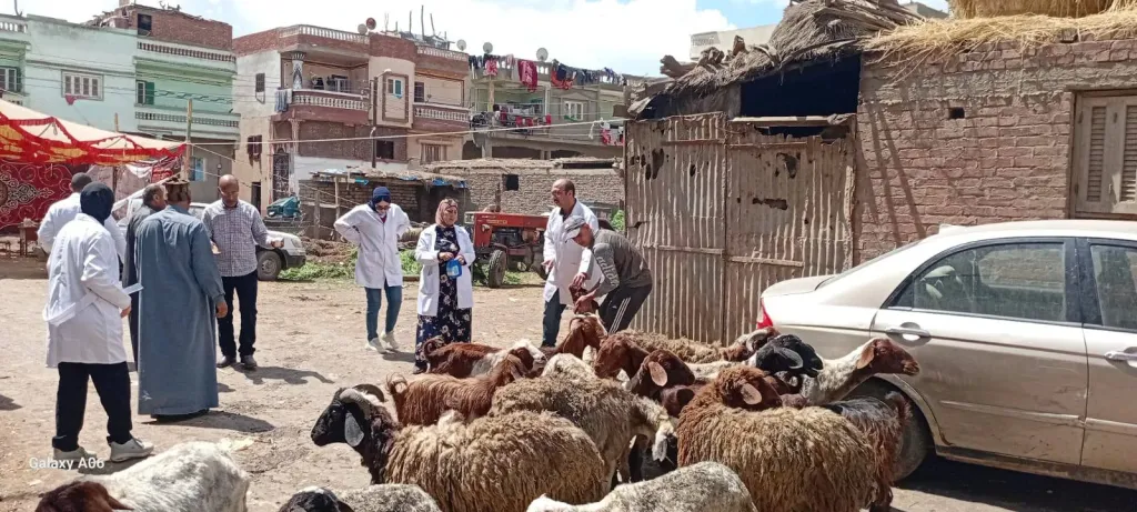 جانب من الخراف