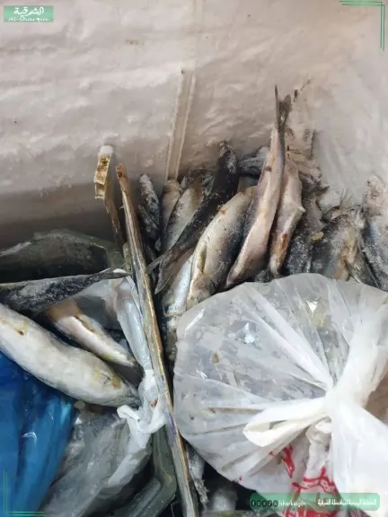 جانب من المضبوطات 