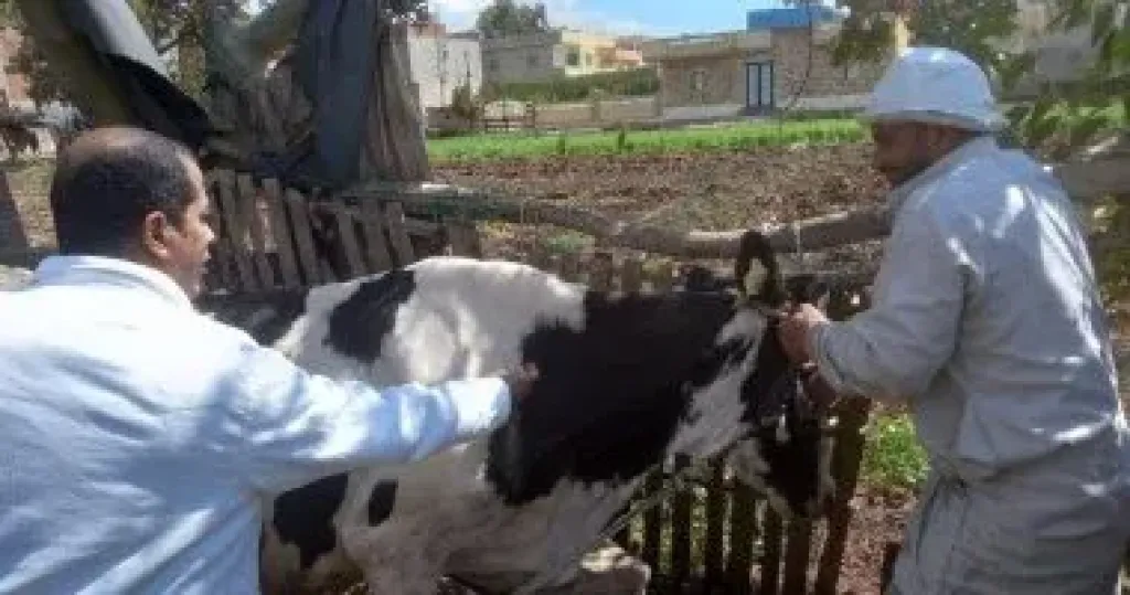 تحصين الماشية 