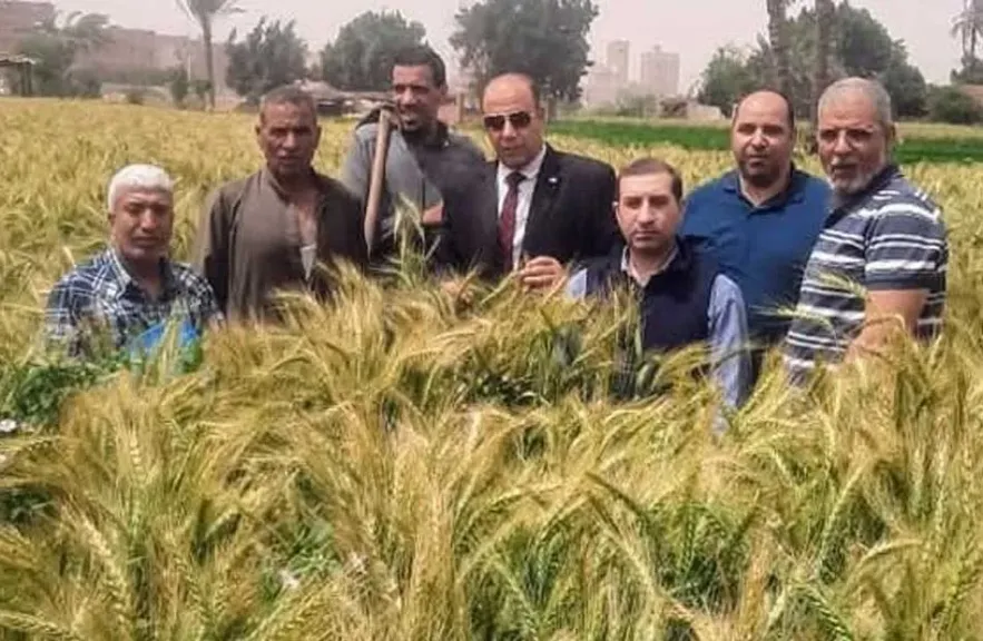 حصاد  القمح  بالجيزة 