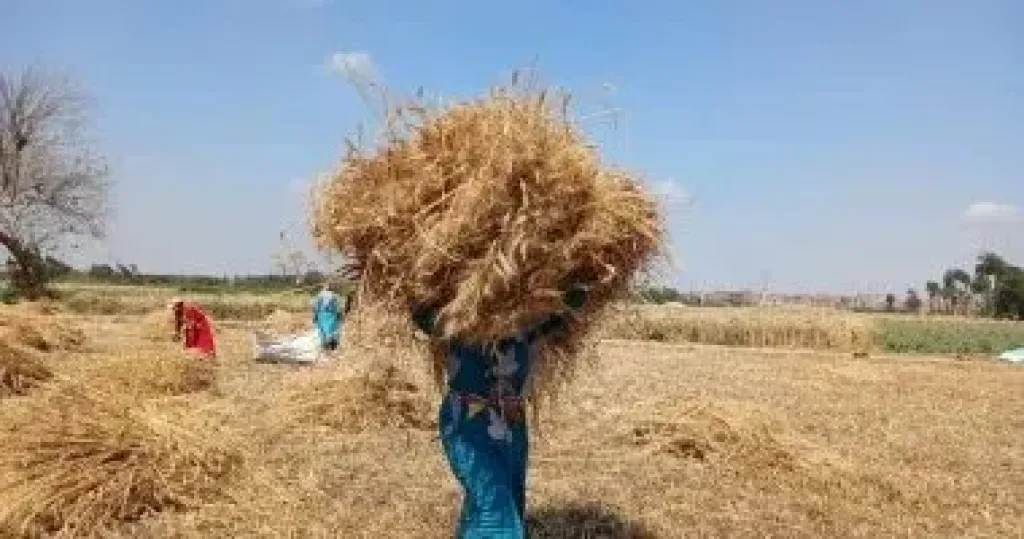 القمح 