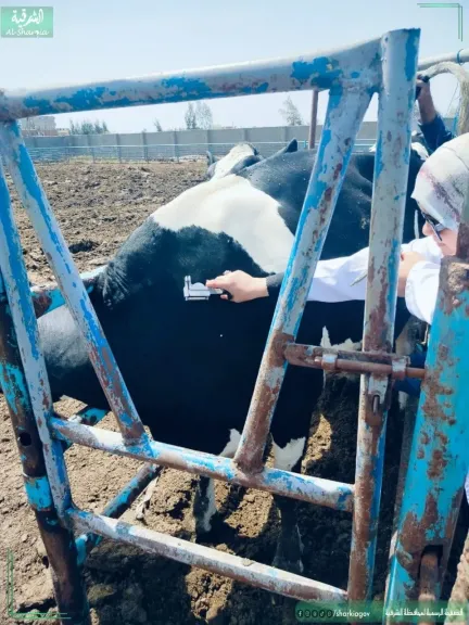 جانب من النشاط