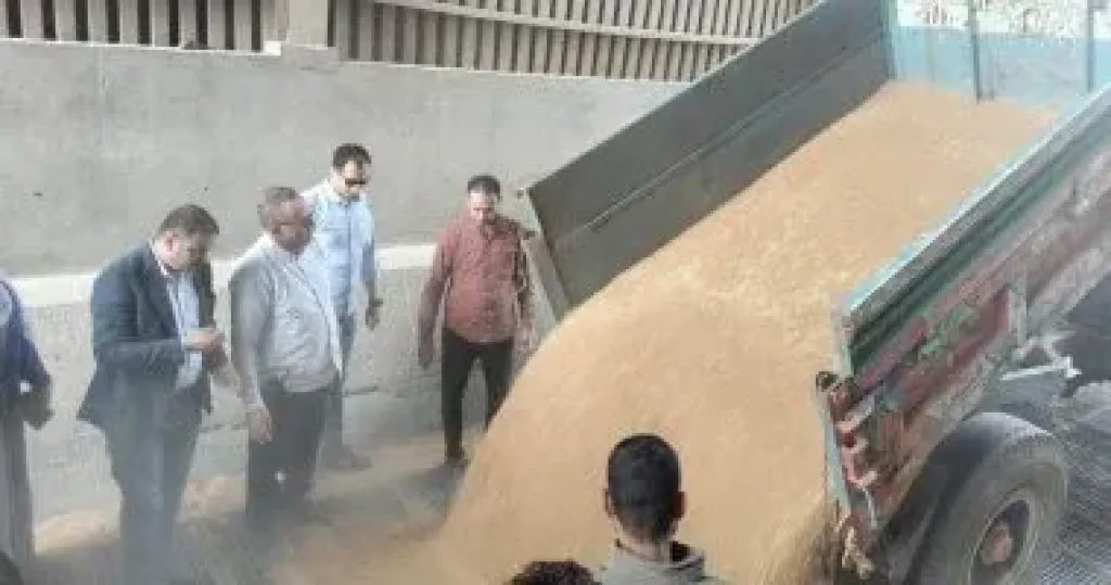 توريد القمح المحلي