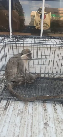 النسناس المضبوط
