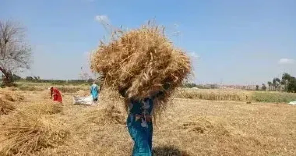 القمح 