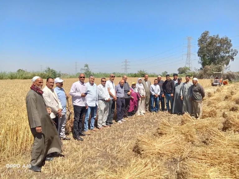 يوم حصاد القمح 