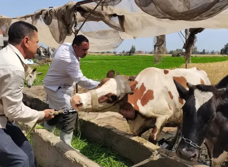 الحملة القومية للتحصين