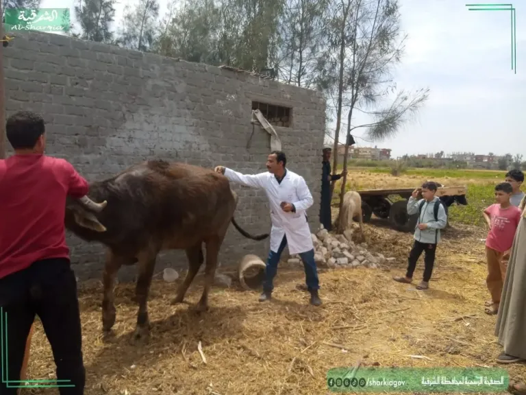 جانب من القافلة 