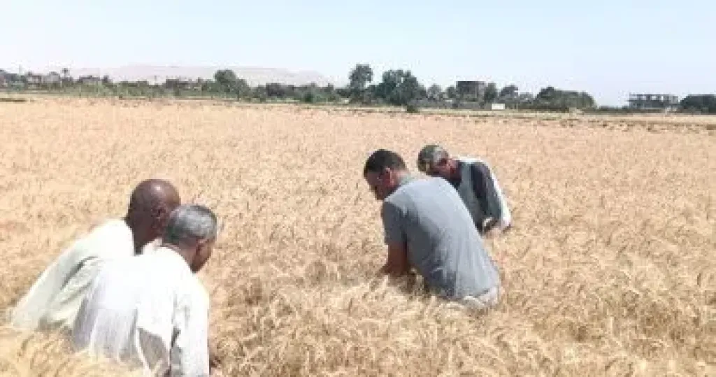القمح 