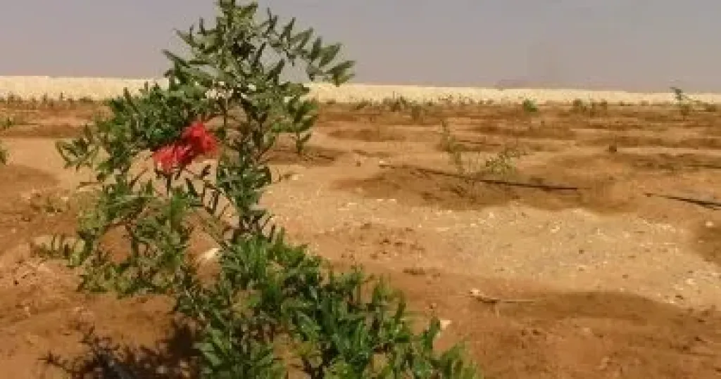 تقنين أراضى الدولة