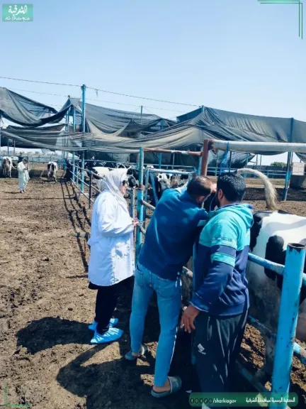 جانب من التحصين 