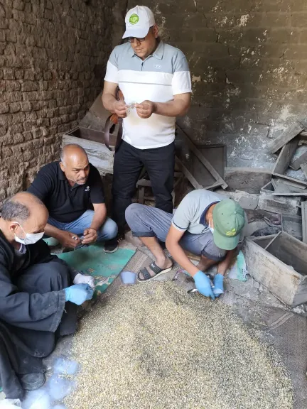 مكافحة القوارض
