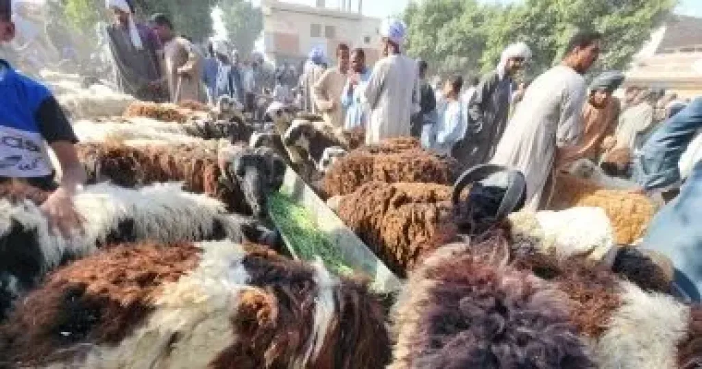 الأضاحى