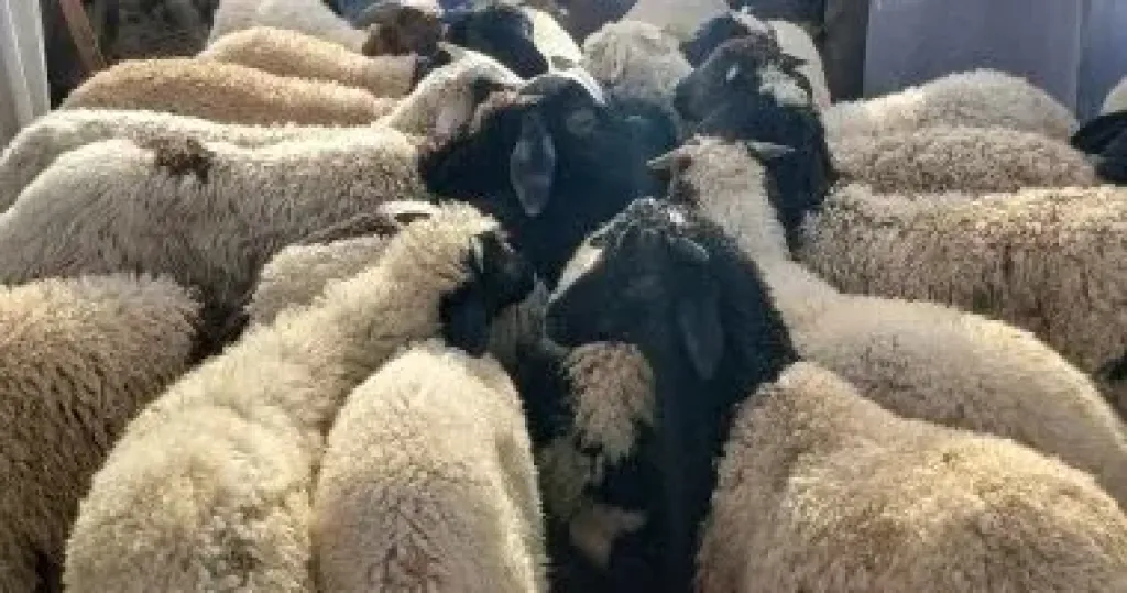 الأضاحي