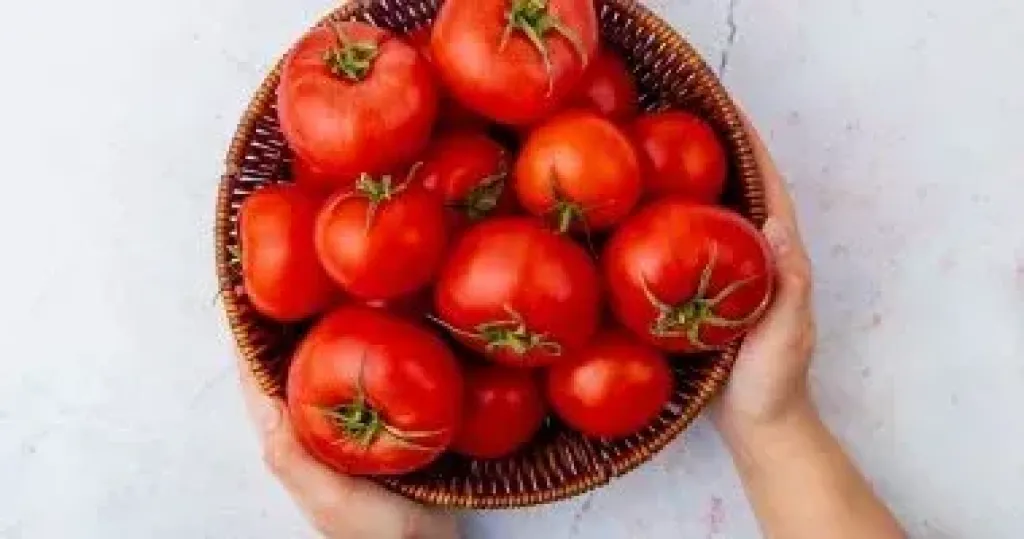 الطماطم 