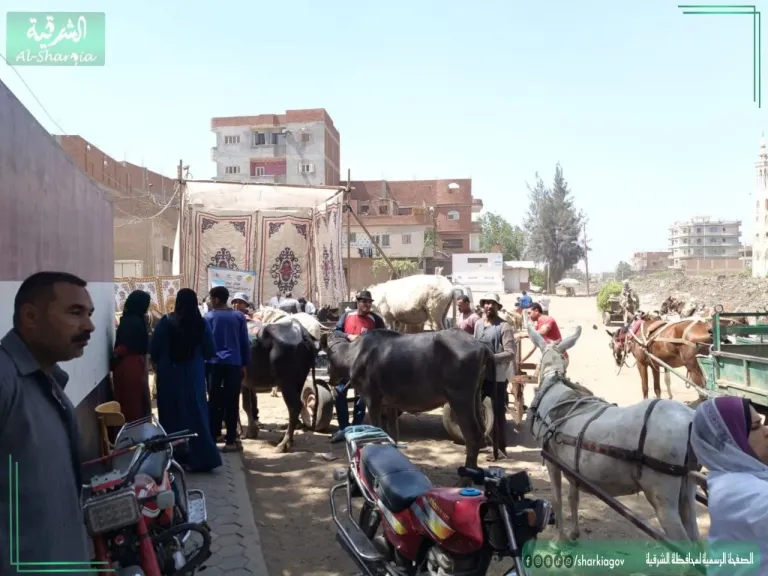 جانب من القافلة 
