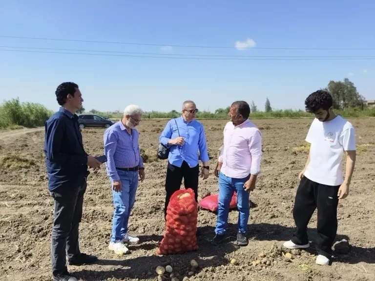 حصاد أول حقل بطاطس يروى بالطاقة الشمسية بالبحيرة