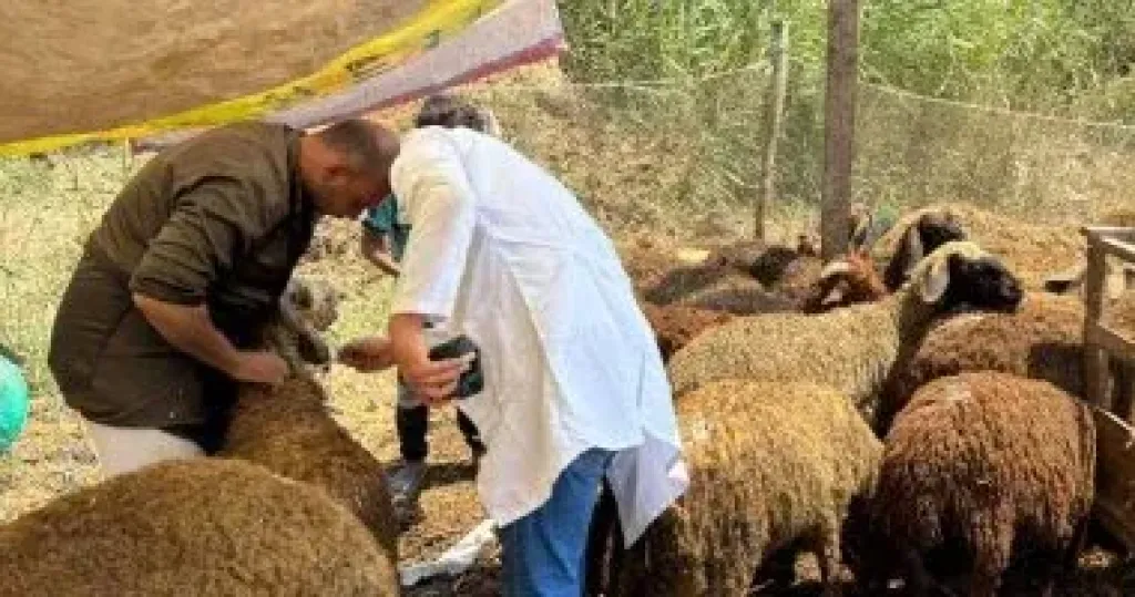 الأضحية 
