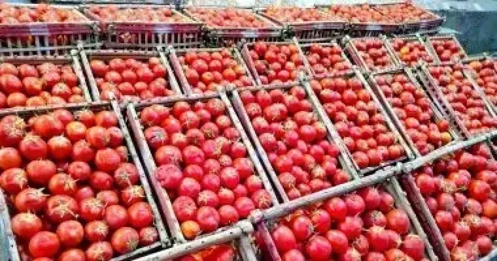 الطماطم