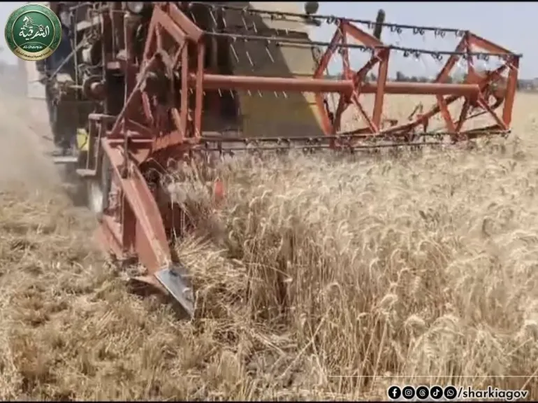 جانب من حصاد القمح