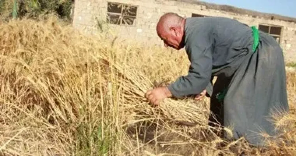 حصاد القمح