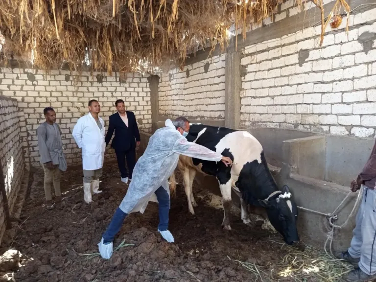 تحصين الثروة الحيوانية 