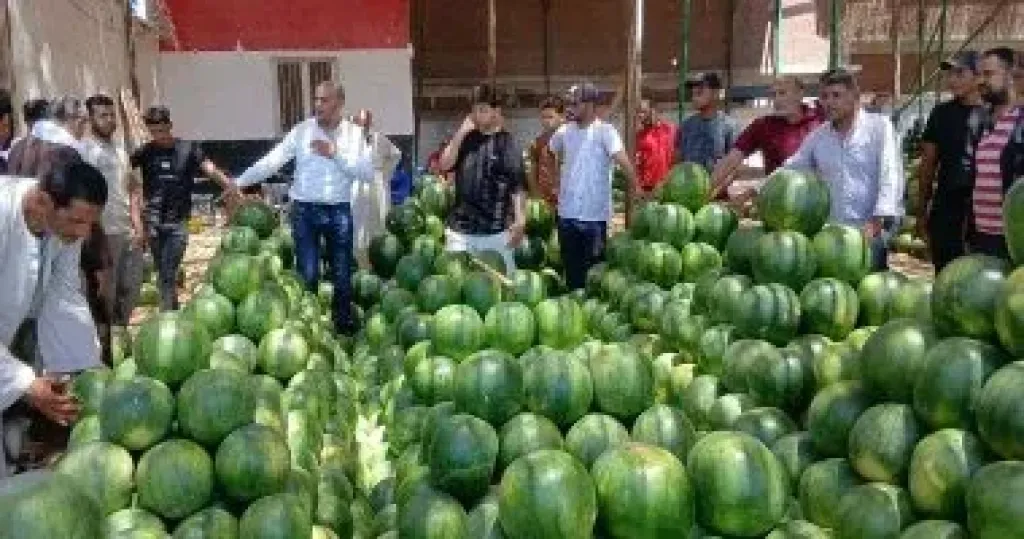 البطيخ 