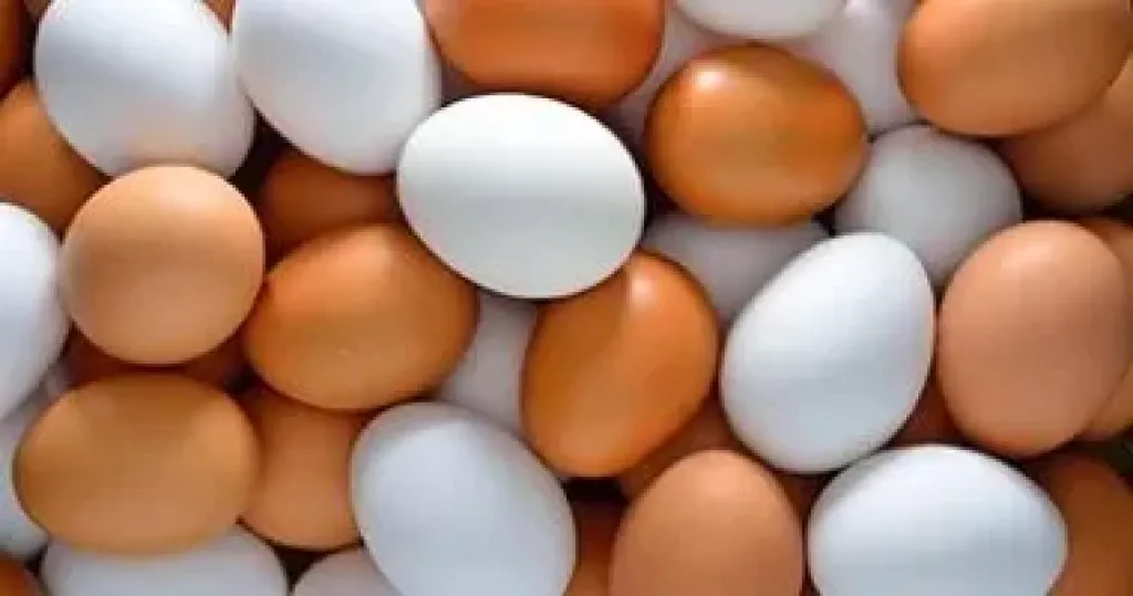 اسعار البيض