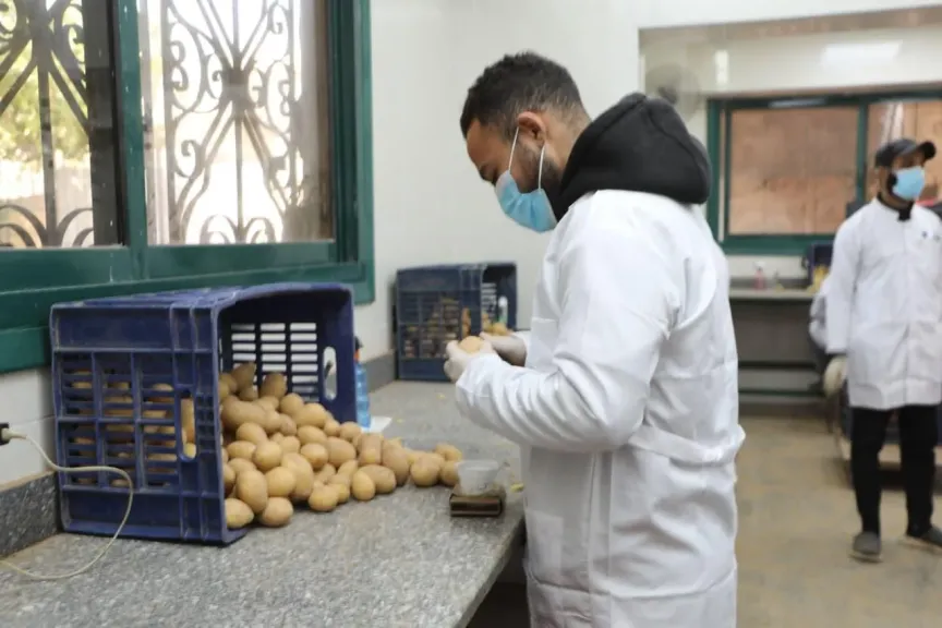 البطاطس 