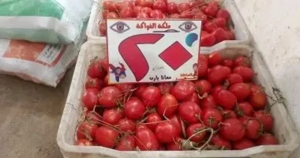 الطماطم 