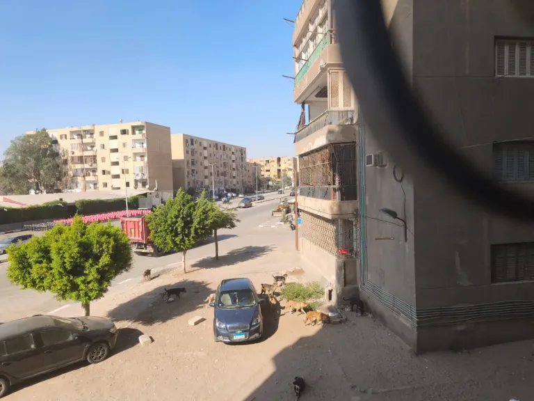 الكلاب الضالة