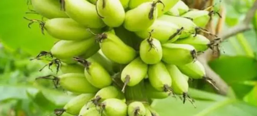 موز