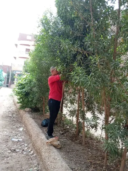 مليون شجرة 